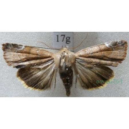 Cosmia affinis (Linnaeus, 1767) Czech17g